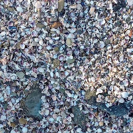 Sea Dreams Свети Влас