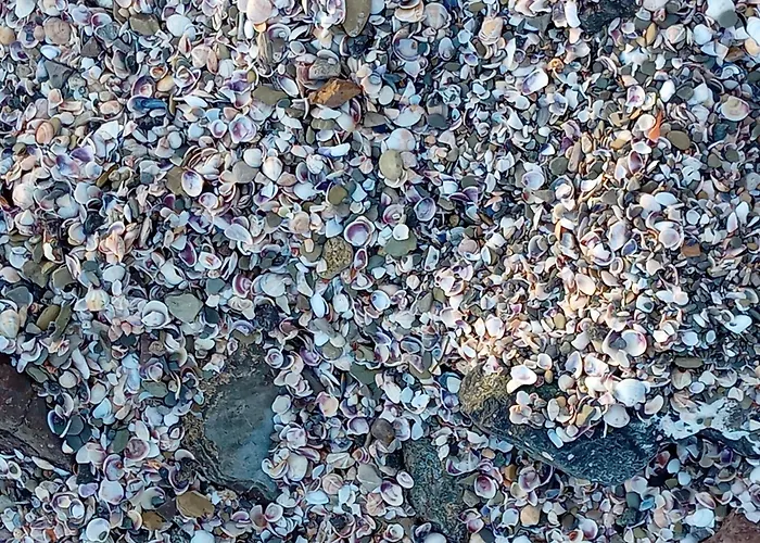 Sea Dreams Sveti Vlas